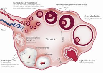 Eizellen - einfrieren - Follikelzyklus - Ovita